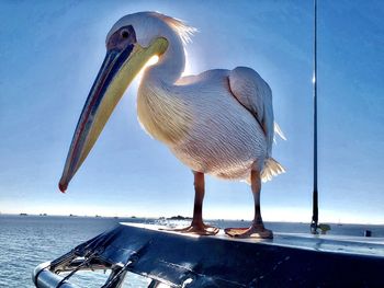 Bird perching on a sea against sky