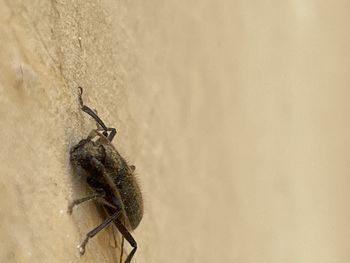 Close-up of insect on wall