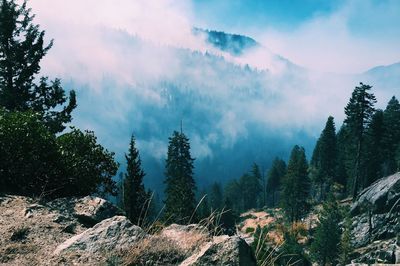 Panoramic view of trees against sky