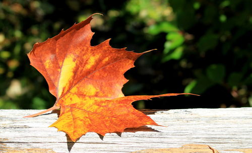 Close-up of maple leaves