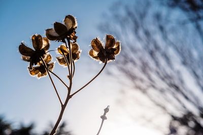 Close-up of plant against the sky