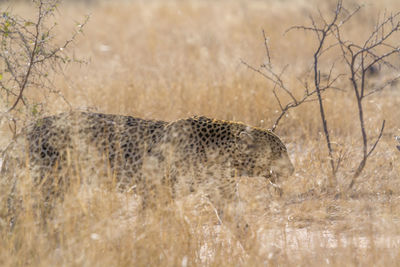 Leopard walking on land