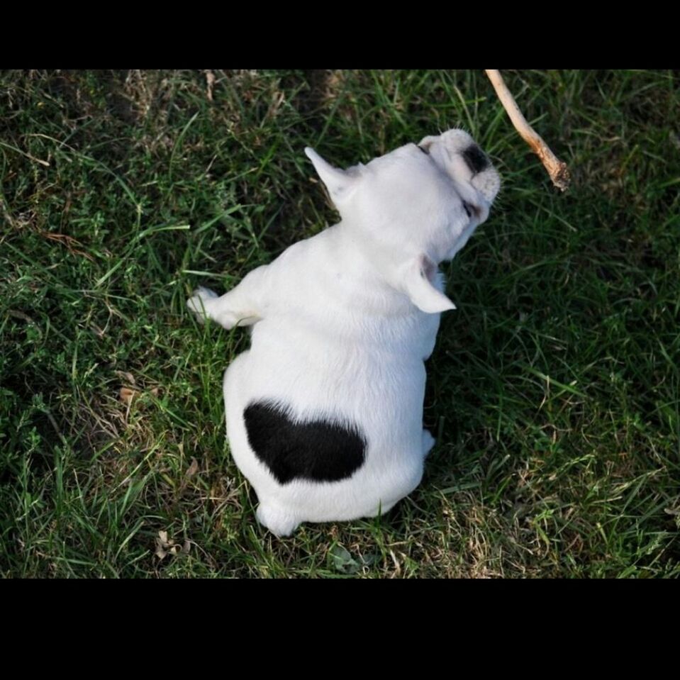 CLOSE-UP OF WHITE HORSE ON GRASSY FIELD