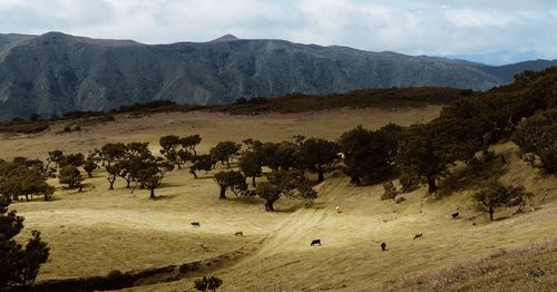 Panoramic view of landscape against sky