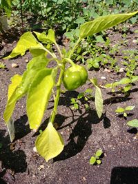 Close-up of fresh vegetables on field