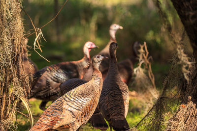 Wild osceola wild turkey meleagris gallopavo osceola in the woods of myakka state park in sarasota