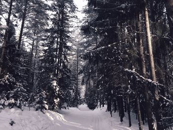 Snow covered pine trees in forest during winter