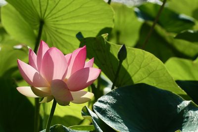 Close-up of pink lotus water lily in pond