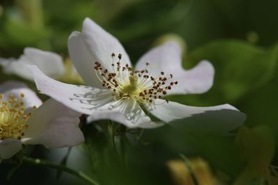 Close-up of white flowering plant