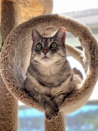 Close-up portrait of tabby cat