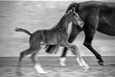 Side view of foal running
