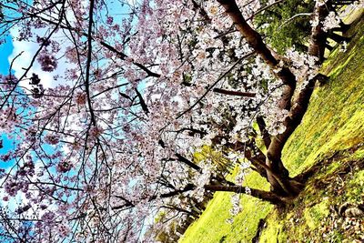 Low angle view of cherry blossom tree