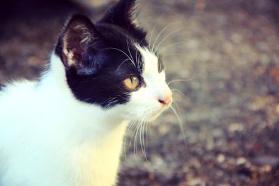 Close-up of a cat looking away