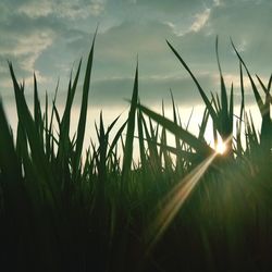 Close-up of stalks in field against sky