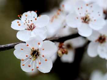 Close-up of cherry blossom