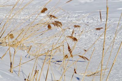 Close-up of plants in lake during winter