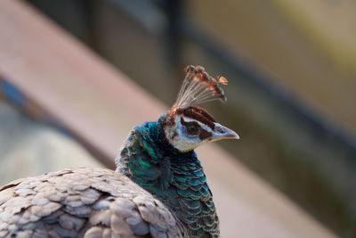 Close-up of peacock