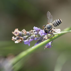 Close-up of bee on lavender. close-up of bug pollination