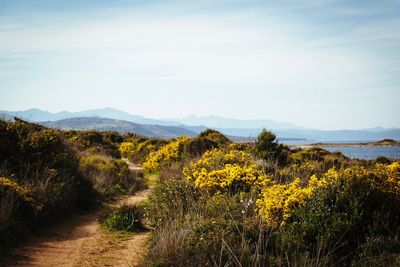 Yellow flowers growing on land against sky