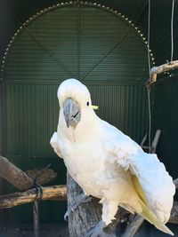 Close-up of parrot perching outdoors