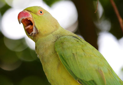 Close-up of parrot