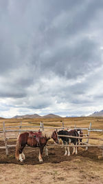 Horses on a field