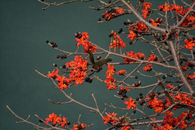 Close-up of orange tree against clear sky