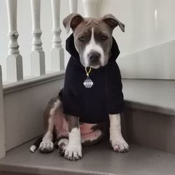 Portrait of dog sitting on floor