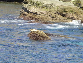 View of birds in water