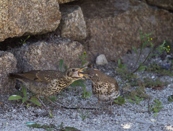 High angle view of birds on field