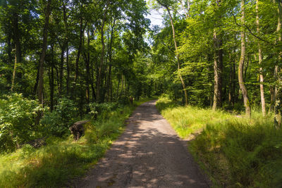 Dirt road amidst trees in forest