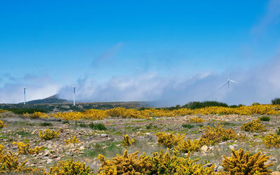 Scenic view of field against blue sky