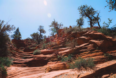 View of trees growing on rock against sky