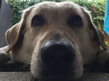 Close-up portrait of dog relaxing outdoors