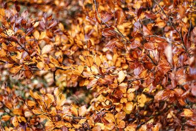 Full frame shot of dry leaves on tree