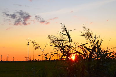 Silhouette plants on field against sky during sunset