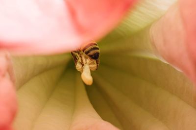 Close-up of insect on flower