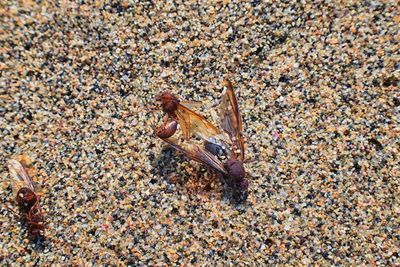 High angle view of crab on sand