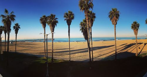 Palm trees on beach against sky