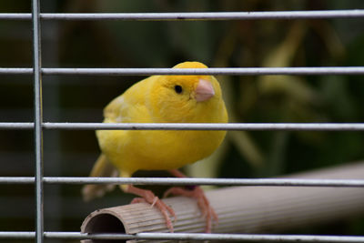 Close-up of bird in cage