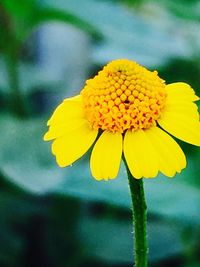 Close-up of yellow flower blooming outdoors