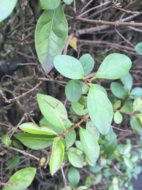 Close-up of fresh green leaves