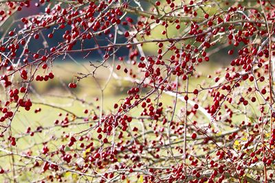 Close-up of berries on tree