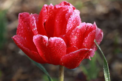 Close-up of red rose flower