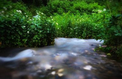 Close-up of waterfall in forest