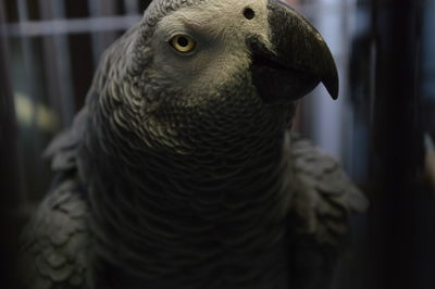 Close-up of parrot perching in cage