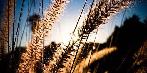 Close-up of wheat growing on field against sky during sunset