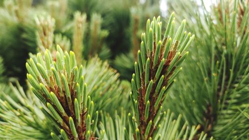 Close-up of pine tree