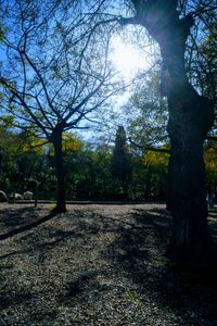 Trees in park