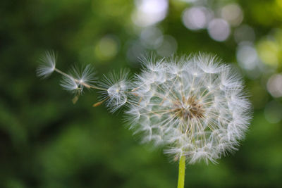 Close-up of dandelion flower